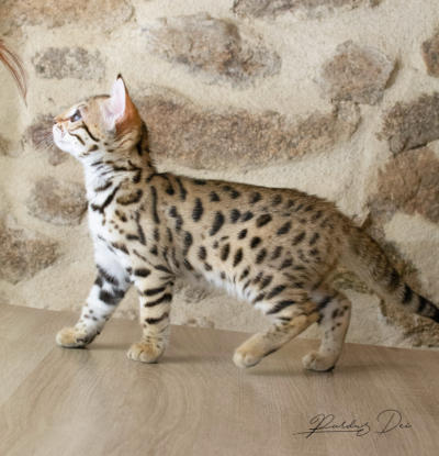Adallulah chaton bengal brown de la chatterie pardus dei près de Lyon debout de côté avec l'air joueur Adallulah 12