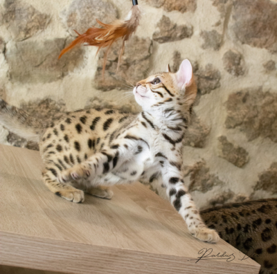 Adallulah chaton bengal brown de la chatterie pardus dei près de Lyon en train de jouer sur une table Adallulah 11