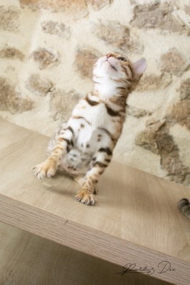 Allegrallulah chat bengal Brown de la chatterie Pardus près de Lyon du assis de face sur une table en train de jouer Allegrallulah 10