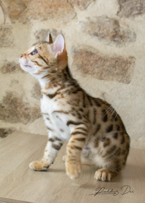 Allegrallulah chat bengal Brown de la chatterie Pardus près de Lyon du assis de face sur une table en train de jouer de 3/4 Allegrallulah 9