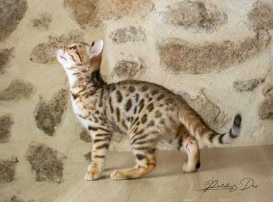 Allegrallulah chat bengal Brown de la chatterie Pardus près de Lyon du debout de face sur une table en train de jouer de 3/4 Allegrallulah 8