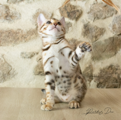 Allegrallulah chat bengal Brown de la chatterie Pardus près de Lyon du assis de face sur une table Allegrallulah 7