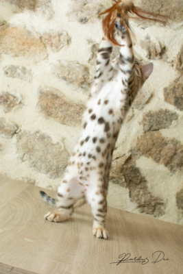 Allegrallulah chat bengal Brown de la chatterie Pardus près de Lyon du debout sur une table Allegrallulah 6