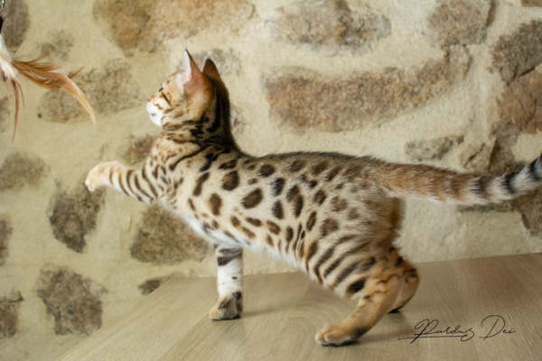 Allegrallulah chat bengal Brown de la chatterie Pardus près de Lyon du coté droit sur une table Allegrallulah 5