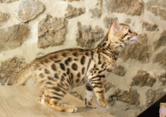 Allegrallulah chat bengal Brown de la chatterie Pardus près de Lyon du coté gauche sur une table Allegrallulah 4