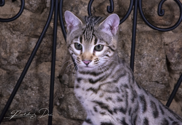 semper chaton bengal brown de la chatterie pardus dei près de lyon de face en portrait