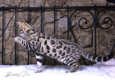 saratoga chaton bengal brown de la chatterie pardus dei près de lyon de coté