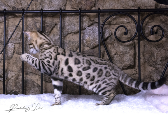 saratoga chaton bengal brown de la chatterie pardus dei près de lyon de coté