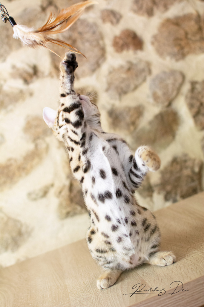 Adallulah 6