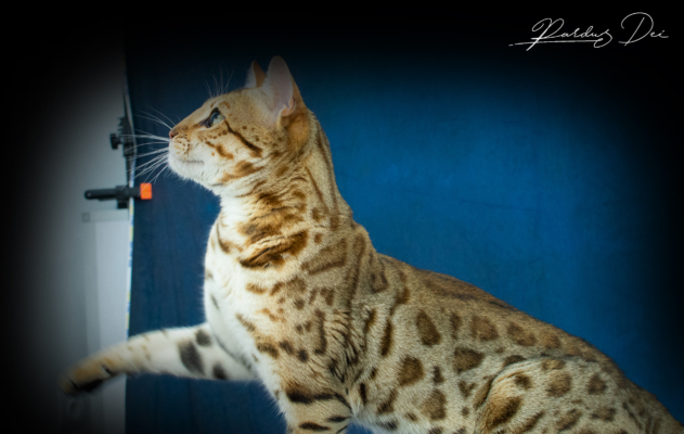 Albion Star Chat Bengal brown de l'élevage Pardus Dei de côté dans un studio photo