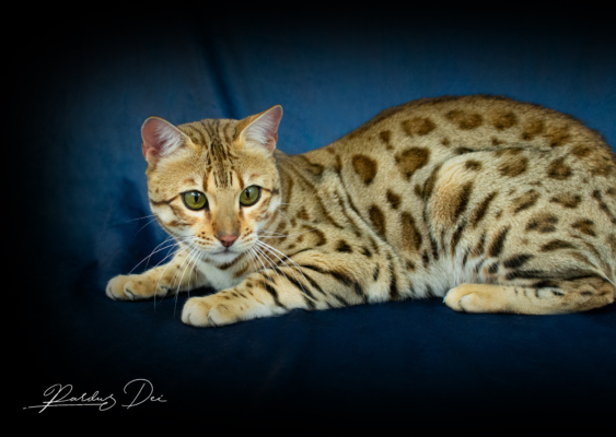 Chaton Bengal brown de la chatterie Pardus Dei près de Lyon de couché de face dans un studio photo