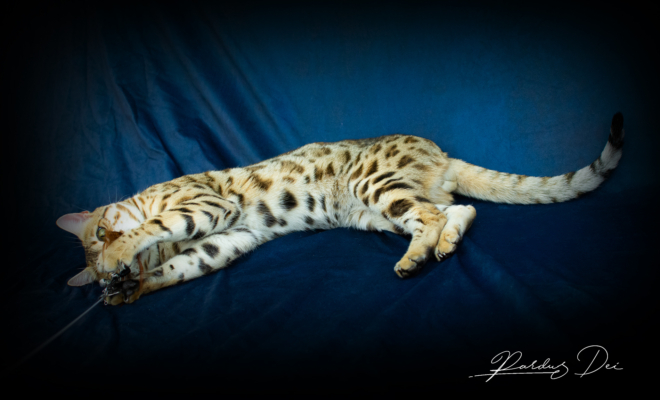 Albion Star Chat Bengal brown de l'élevage Pardus Dei couché dans un studio photo