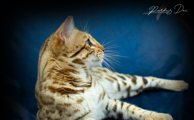 Albion Star Chat Bengal brown de l'élevage Pardus Dei couché de côté dans un studio photo