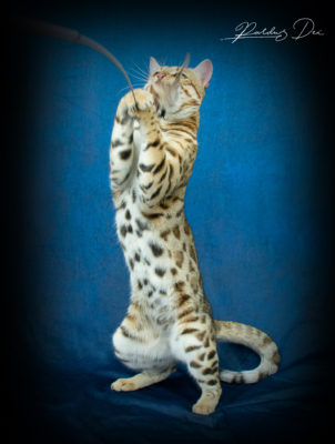 Chaton Bengal brown de la chatterie Pardus Dei près de Lyon debout qui montre son ventre