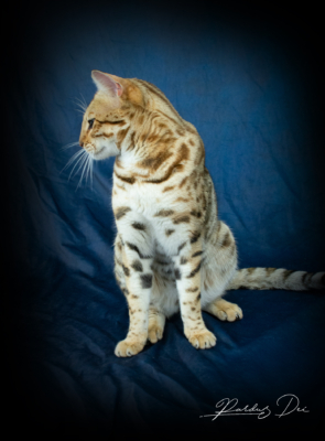 Chaton Bengal brown de la chatterie Pardus Dei près de Lyon assis dans un studio photo