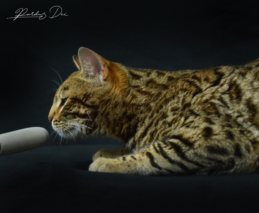 Up to Desire, chat Bengal Brown appartenant à la chatterie Pardus Dei près de Lyon vu de profil dans un studio photo sur fond noir