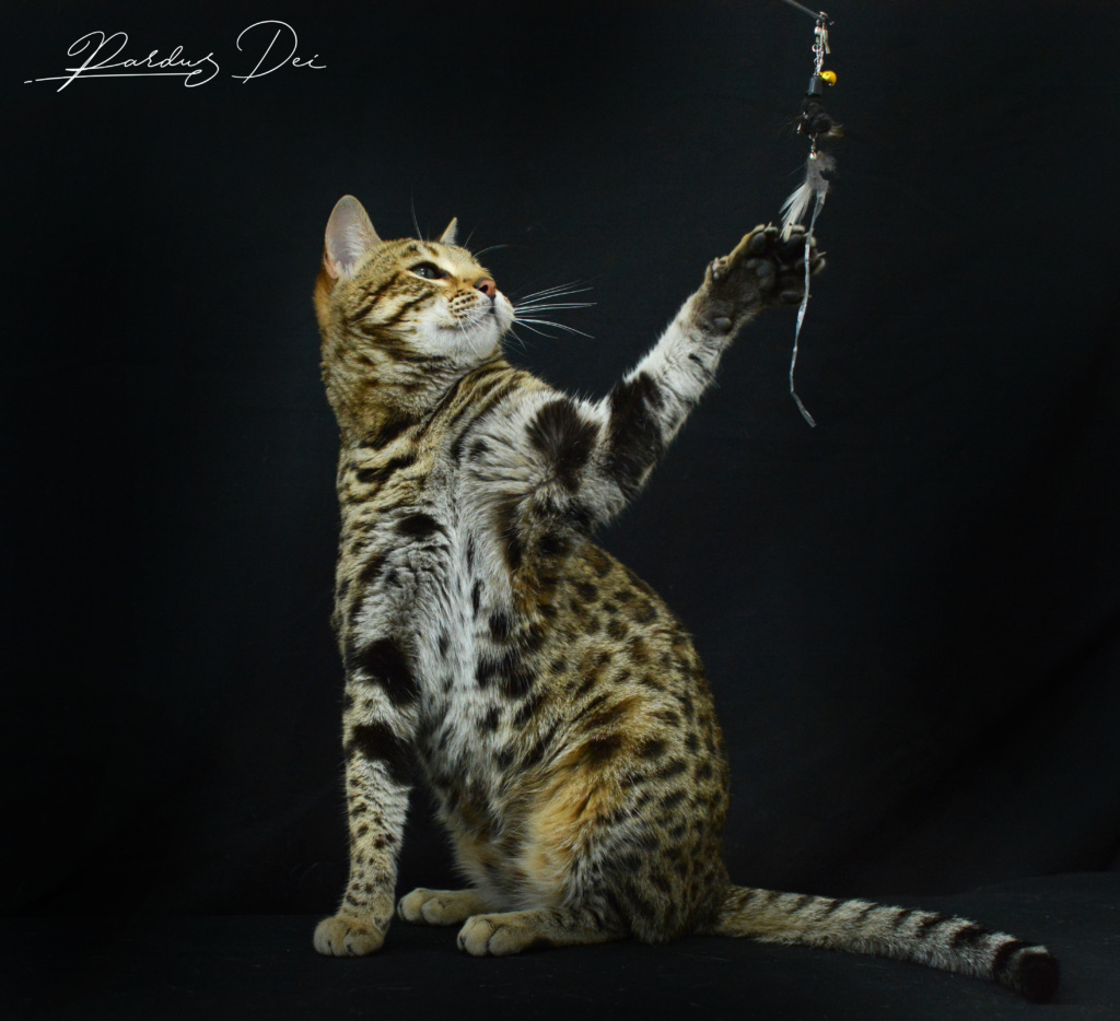 Up to Desire, chat Bengal Brown appartenant à la chatterie Pardus Dei près de Lyon dans l'herbe debout dans un studio photo sur fond noir qui joue avec la patte gauche avec un plumeau dressée sur les pattes arrières