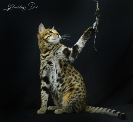 Up to Desire, chat Bengal Brown appartenant à la chatterie Pardus Dei près de Lyon dans l'herbe debout dans un studio photo sur fond noir qui joue avec la patte gauche avec un plumeau dressée sur les pattes arrières Up to Desire, chat Bengal Brown appartenant à la chatterie Pardus Dei près de Lyon dans l'herbe debout dans un studio photo sur fond noir qui joue avec la patte gauche avec un plumeau dressée sur les pattes arrières