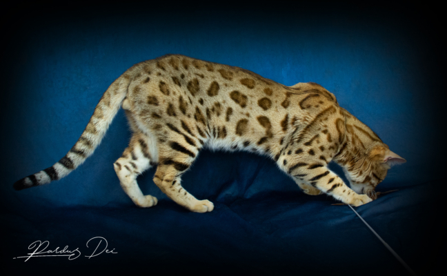 Chaton Bengal brown de la chatterie Pardus Dei près de Lyon debout de côté dans un studio photo