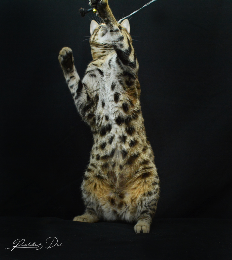 Up to Desire, chat Bengal Brown appartenant à la chatterie Pardus Dei près de Lyon dans l'herbe debout dans un studio photo sur fond noir qui joue avec une patte avec un plumeau dressée sur les pattes arrières