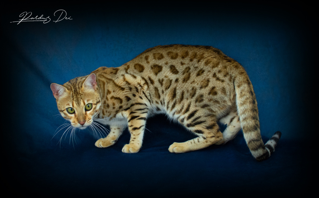 Chaton Bengal brown de la chatterie Pardus Dei près de Lyon debout qui regarde le photographe studio photo