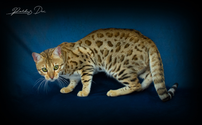 Chaton Bengal brown de la chatterie Pardus Dei près de Lyon debout qui regarde le photographe studio photo