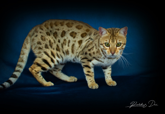Albion Star Chat Bengal brown de l'élevage Pardus Dei debout de côté dans un studio photo