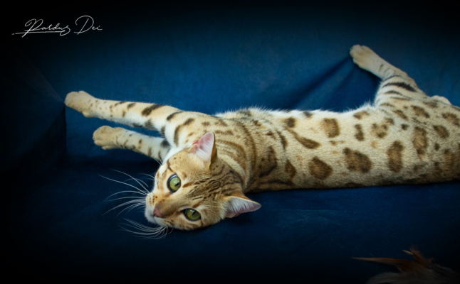 Chaton Bengal brown de la chatterie Pardus Dei près de Lyon allongé dans un studio photo