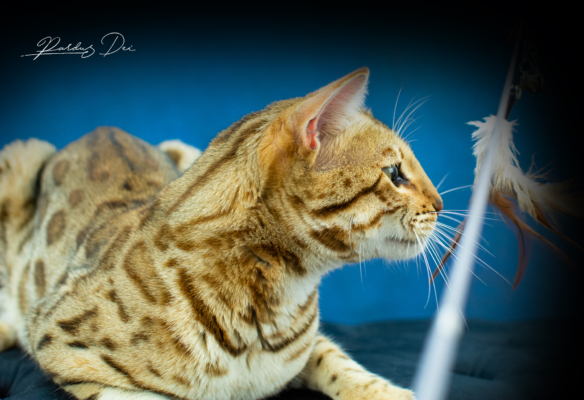 Chaton Bengal brown de la chatterie Pardus Dei près de Lyon avec la tête vu de profil dans un studio photo