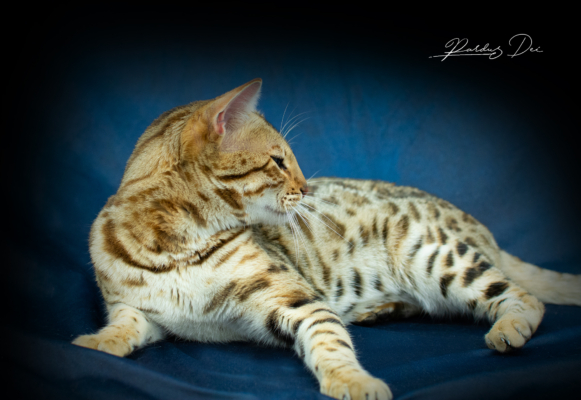 Chaton Bengal brown de l'élevage Pardus Dei couché dans un studio photo