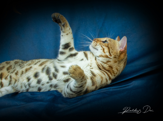 Chaton Bengal brown de l'élevage Pardus Dei couché sur le dos dans un studio photo