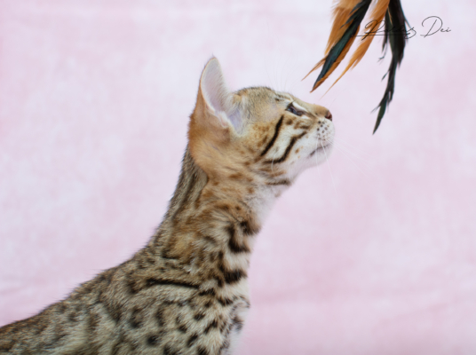 Vintage Dream chaton bengal brown de la chatterie pardus dei près de lyon dans un studio photo sur fond rose Vintage 28