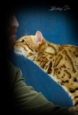 Chaton Bengal brown de l'élevage Pardus Dei qui fait un calin a son propriétaire