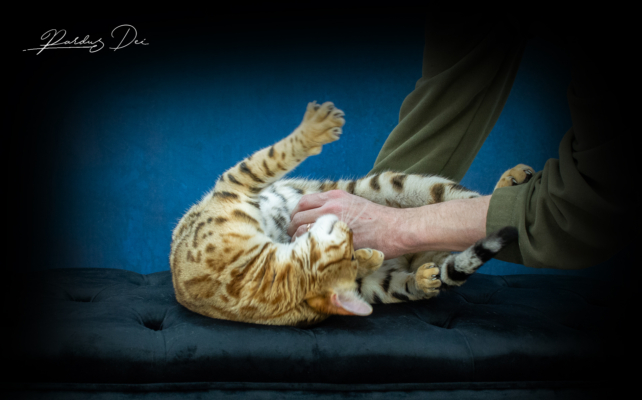 Chaton Bengal brown de l'élevage Pardus Dei qui se fait gratter le ventre