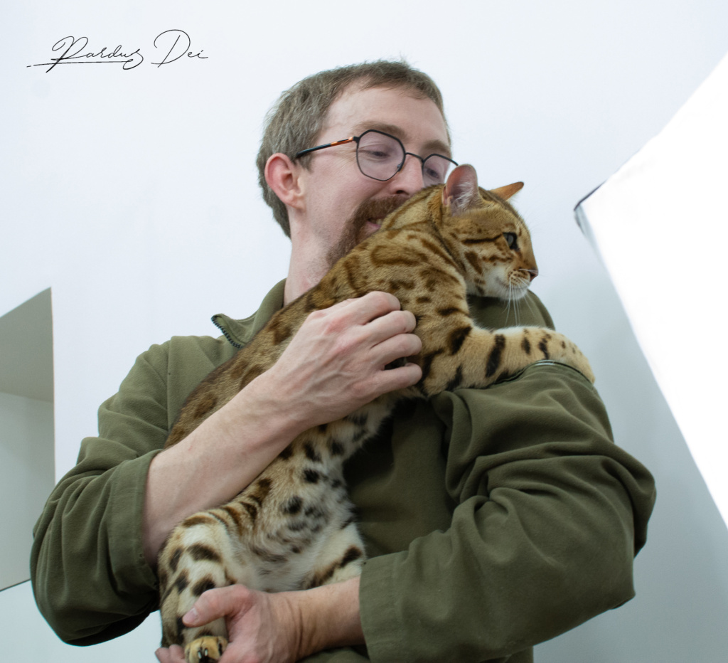 Chaton Bengal brown de l'élevage Pardus Dei dans les bras de son propriétaire