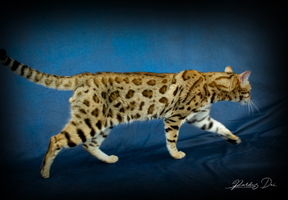 Chaton Bengal brown de l'élevage Pardus Dei qui marche dans un studio photo