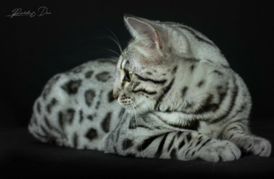 Uroboros chat bengal silver de la chatterie Pardus Dei dans un studio photo sur fond noir couché de côté Uroboros chat bengal silver de la chatterie Pardus Dei dans un studio photo sur fond noir couché de côté