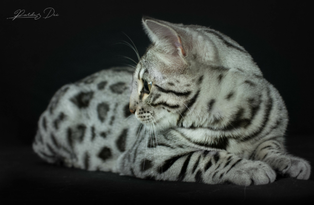 Uroboros chat bengal silver de la chatterie Pardus Dei dans un studio photo sur fond noir couché de côté
