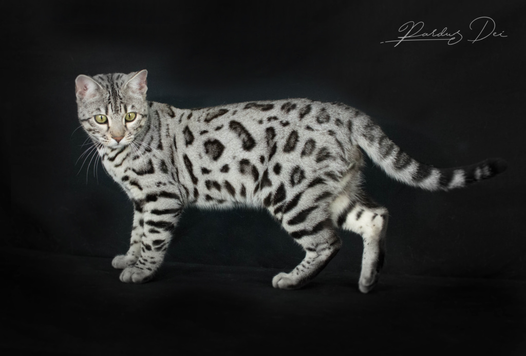 Utoboros chat bengal silver de la chatterie Pardus Dei dans un studio photo sur fond noir debout de côté