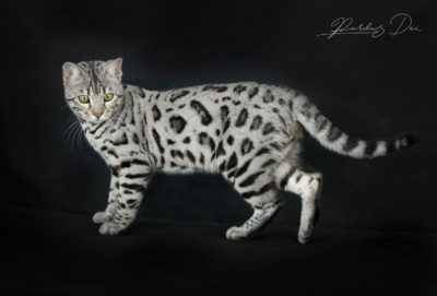Utoboros chat bengal silver de la chatterie Pardus Dei dans un studio photo sur fond noir debout de côté Utoboros chat bengal silver de la chatterie Pardus Dei dans un studio photo sur fond noir debout de côté