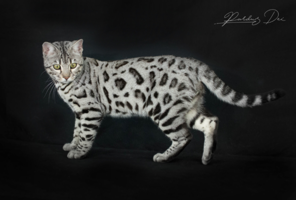Utoboros chat bengal silver de la chatterie Pardus Dei dans un studio photo sur fond noir debout de côté