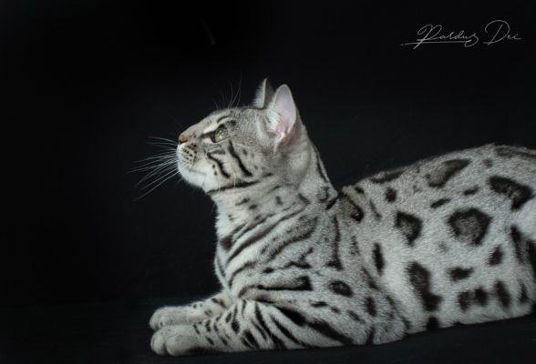Uroboros chat bengal silver de la chatterie Pardus Dei dans un studio photo sur fond noir couché de côté tete levée