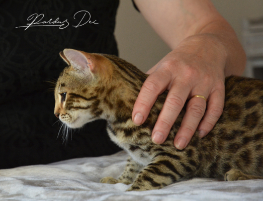 Up to Desire, chaton Bengal Brown appartenant à la chatterie Pardus Dei près de Lyon sur un lit debout de côté tenue par son propriétaire Up to Desire, chaton Bengal Brown appartenant à la chatterie Pardus Dei près de Lyon sur un lit debout de côté tenue par son propriétaire