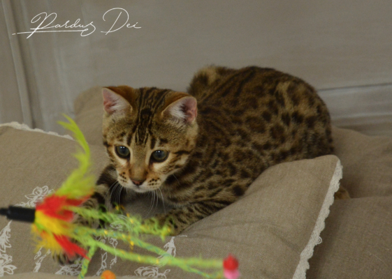 Up to Desire, chaton Bengal Brown appartenant à la chatterie Pardus Dei près de Lyon qui joue sur un coussin Up to Desire, chaton Bengal Brown appartenant à la chatterie Pardus Dei près de Lyon qui joue sur un coussin