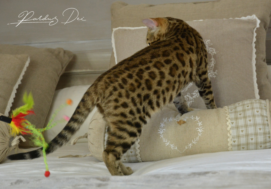 Up to Desire, chaton Bengal Brown appartenant à la chatterie Pardus Dei près de Lyon qui monte sur un coussin