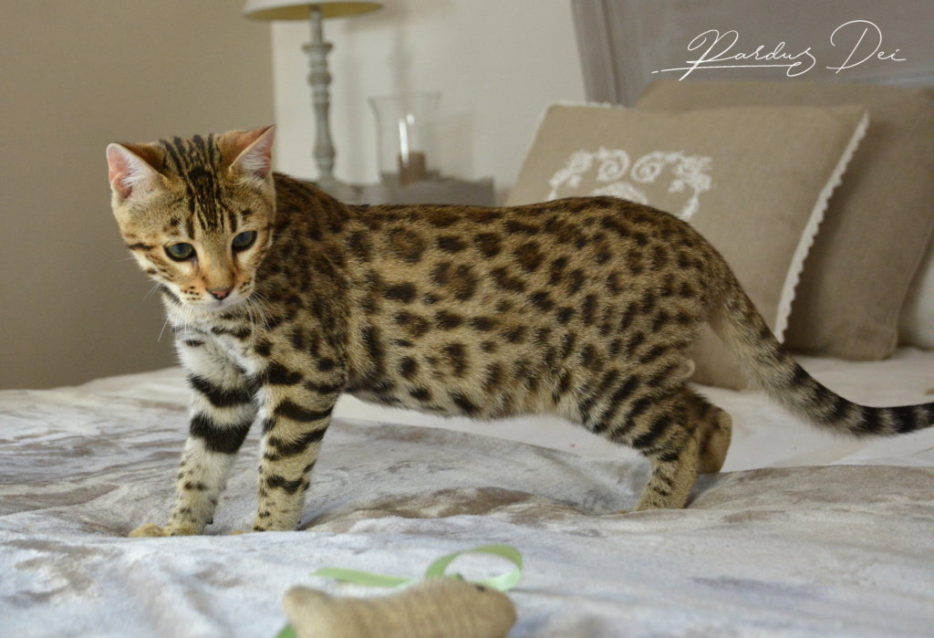Up to Desire, chaton Bengal Brown appartenant à la chatterie Pardus Dei près de Lyon sur un lit debout de côté