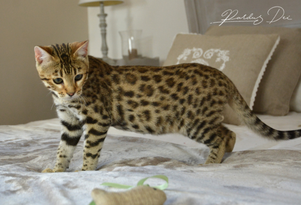 Up to Desire, chaton Bengal Brown appartenant à la chatterie Pardus Dei près de Lyon sur un lit debout de côté Up to Desire, chaton Bengal Brown appartenant à la chatterie Pardus Dei près de Lyon sur un lit debout de côté
