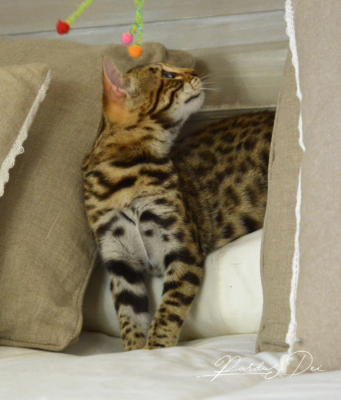 Up to Desire, chaton Bengal Brown appartenant à la chatterie Pardus Dei près sur un coussin Up to Desire, chaton Bengal Brown appartenant à la chatterie Pardus Dei près sur un coussin