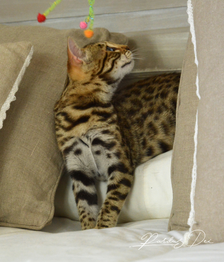 Up to Desire, chaton Bengal Brown appartenant à la chatterie Pardus Dei près sur un coussin