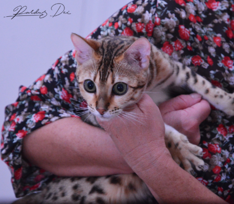 Claire de Lune femelle chaton bengal brown de la chatterie pardus dei près de lyon dans les bras de sa propriétaire